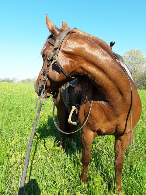 Visit Meeks Cutting Horses