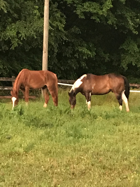 Visit Big Oak Ranch home of Gold Leaf Training