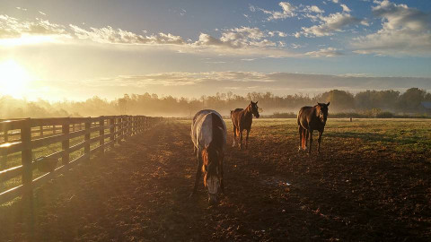 Visit Legacy Springs Farm