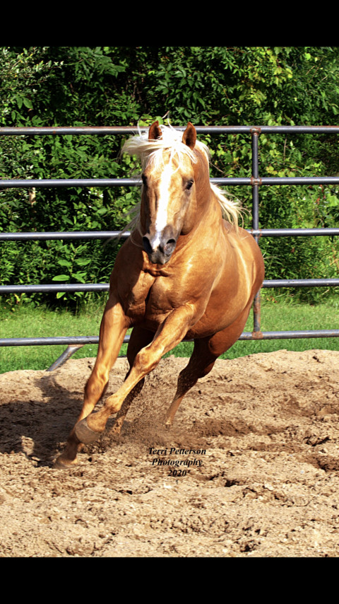 Visit MMW Performance Horses