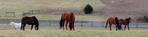 Visit y Tiempo Farm Boarding