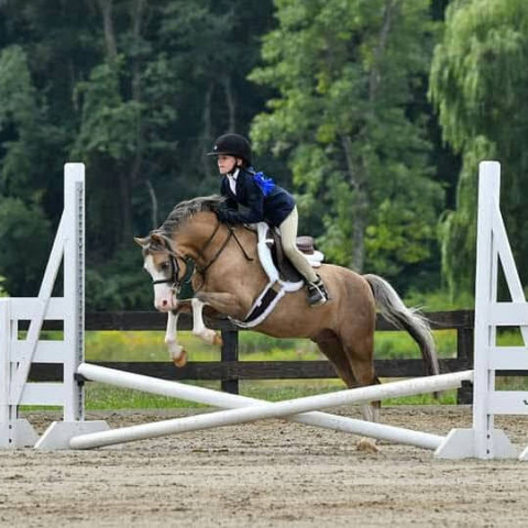 Platinum Stables - Hunter Jumper Trainer in Ballston Lake, New York