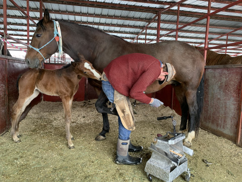 Visit Ferguson Farrier Service