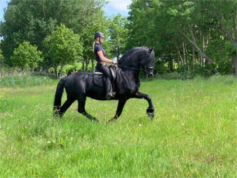 Visit 16.2 H, OUTSTANDING Friesian Gelding 7yrs Old for sale only
