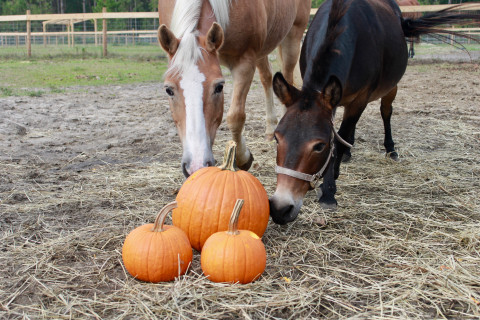 Visit Silver Leaf Farm