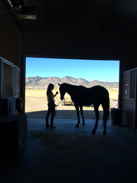 Visit Beautiful, professional & top-notch Horse Boarding