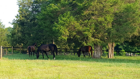 Visit Cedar Oak Farm - Horse Boarding