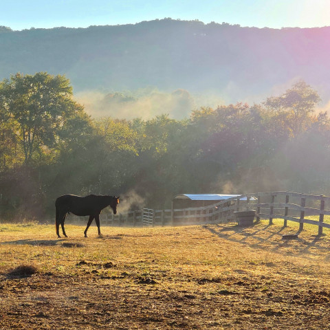 Visit Reimagine Horsemanship