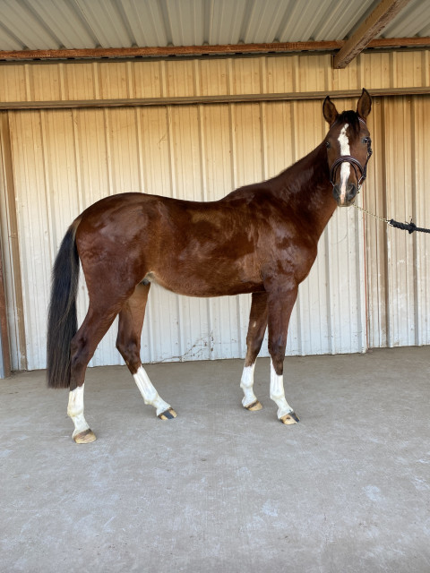 Horse for sale being ridden by a woman