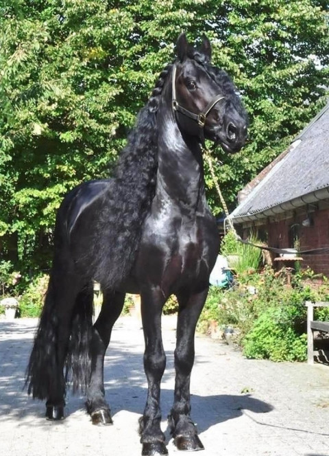 Visit Black Sterling Friesians