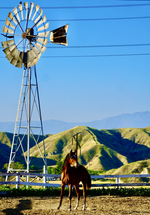 Visit Horse Boarding in Redlands