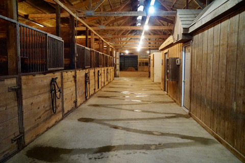 Visit Scintilla Stables