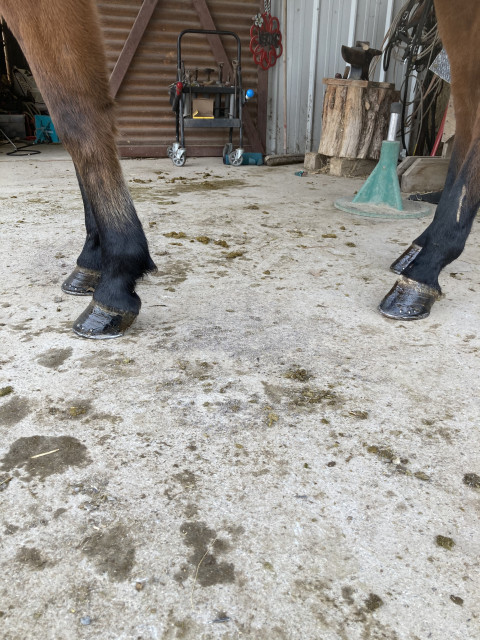 Visit Davis farrier service