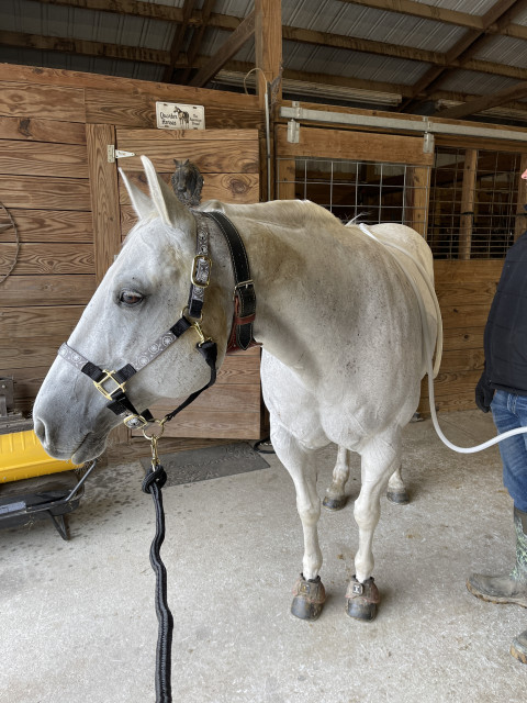 Visit Maple Ridge Mobile Veterinary Services, PLLC (Laura Smith, DVM)