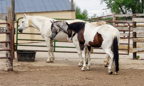 Visit Starlight Stables