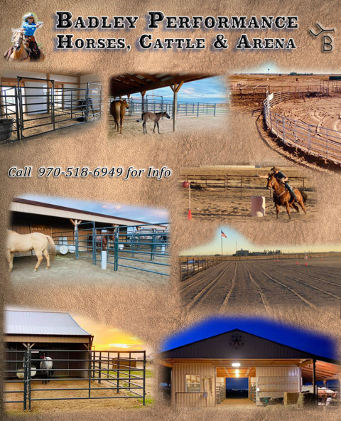 Visit Badley Performance Horses