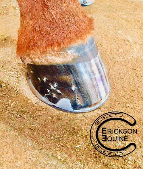 Visit Erickson Equine