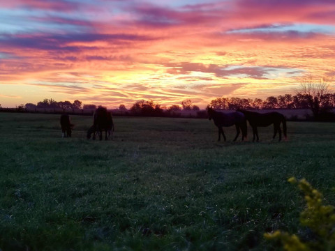 Visit Chesapeake Stables