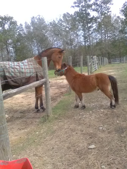 Visit Dix Camelot Farms Boarding and Riding Academy