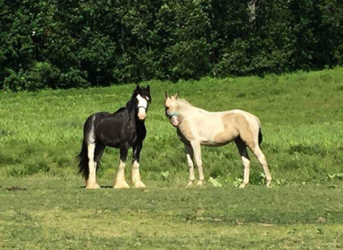 Visit Mitchell Farms horse boarding and horse retirement facility