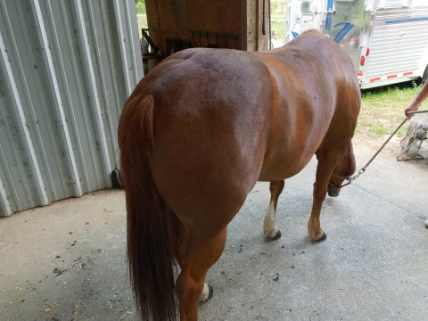 Visit Charles Critchett Horseshoeing