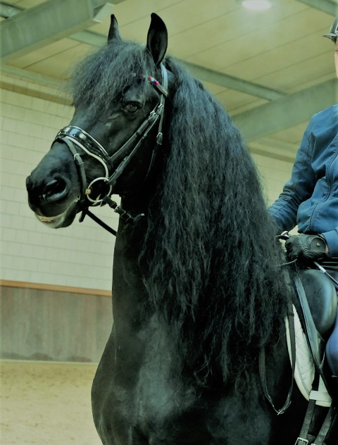 Visit Friesians For Sale at Black Sterling Friesians! WE DO NOT LEASE HORSES