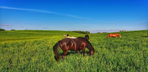 Visit Dakota Stables - Quality Horse Boarding