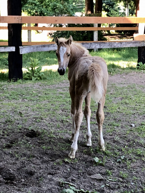 Visit Standing AQHA stallion Tejon Please