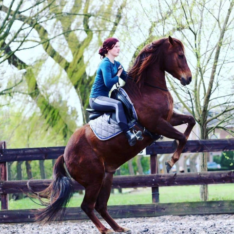 Visit Horse training and lessons from a dutch trainer