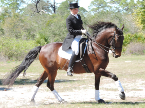 Visit Martha Dodd Dressage