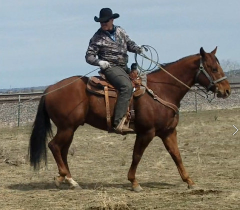 Visit 2014 Registered Quarter Horse Gelding