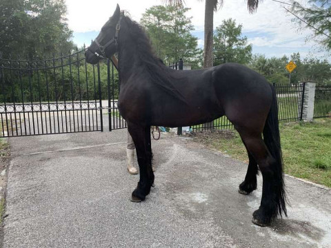 Horses for Sale or Lease in Alvin, Texas (Brazoria County)