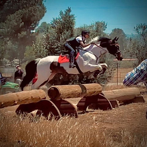 Visit Hot Springs Equestrian Center