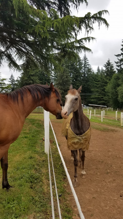 Visit JNC LEGACY RANCH Oregon City Horse Boarding