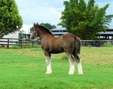 Visit Black Blagdon Colt with Marbled Feather