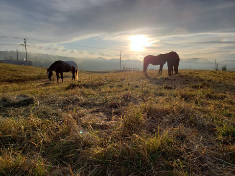 Visit Gale Force Kennel and Stable