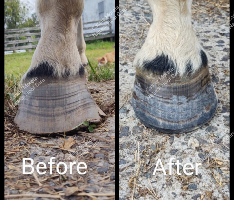 Visit Cassie Moreta Natural Hoof Care