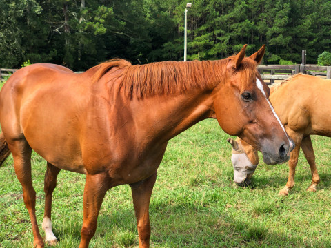 Visit Oak Hill Farm