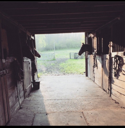 Visit Bay Star Stables