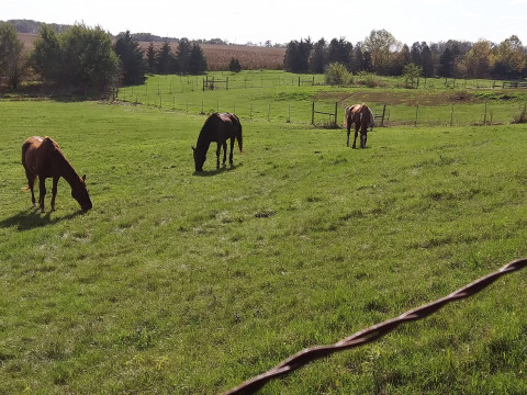 Visit Linda's Horse Boarding