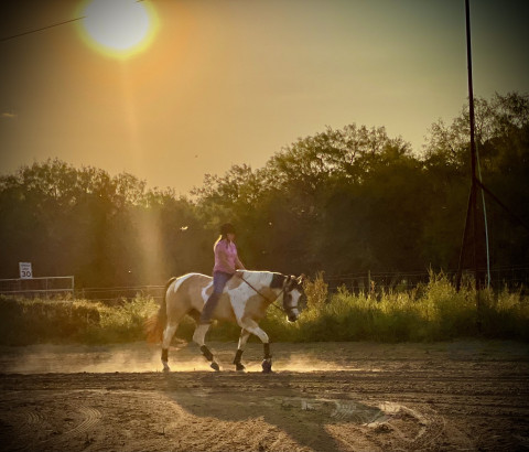 Visit Moonshine Stables and Riding Academy