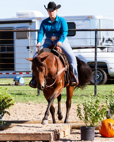 Visit D & S Ranch Horses- Ranch Performance and All Around Performance