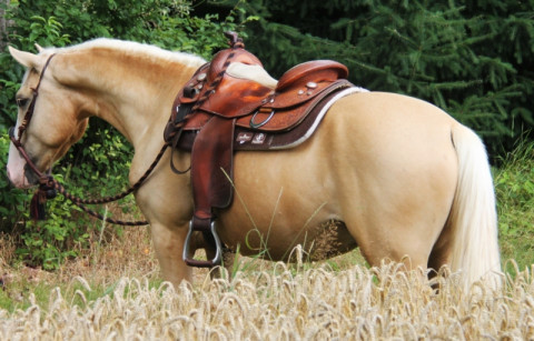 Visit Enchanting Quarter-Horse mix gelding