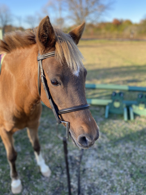 Visit Avanti Sporthorses: Beginner - Advanced English style riding lessons