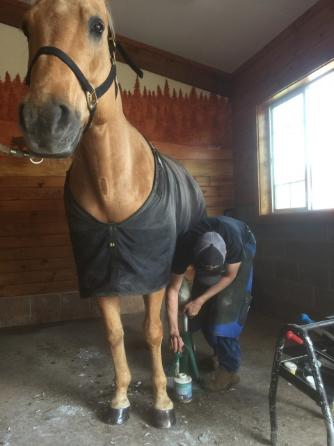Visit Horse Feather Farrier Services- Ian Stater