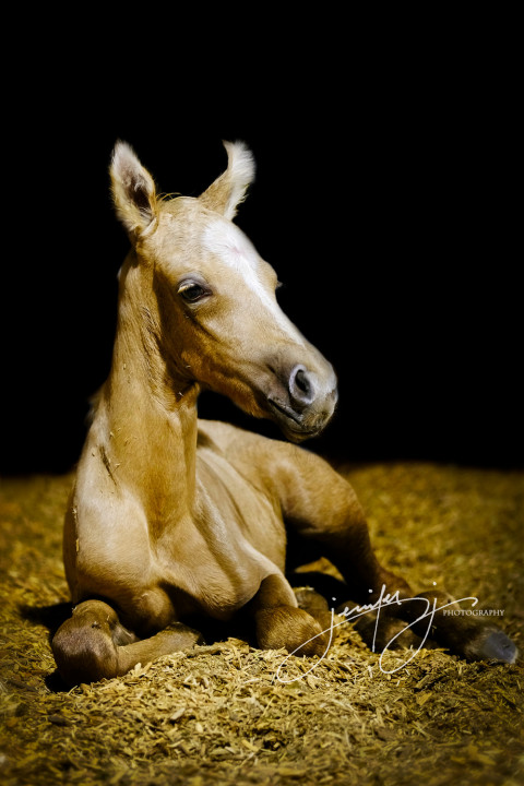 Visit Summerwind Marchadors and SW Future Foal Breeders (AZ, CO, TX)