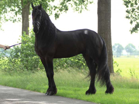 Visit Stunning Black Friesian Gelding Horse Ready To Go