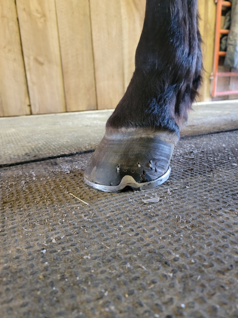 Visit Hoof and iron farrier service