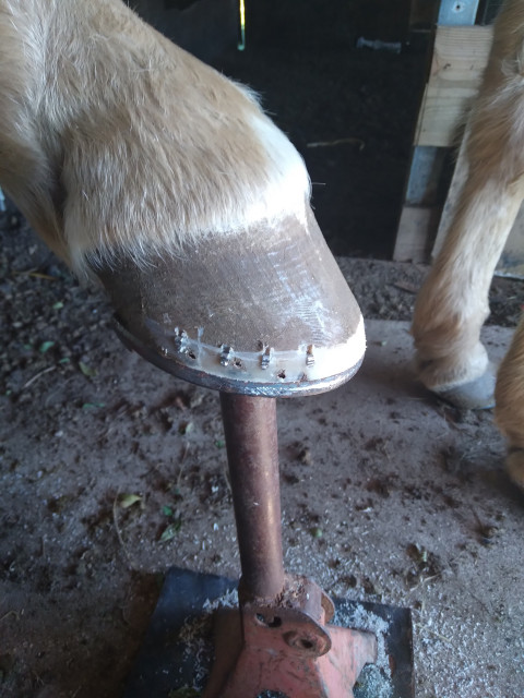 Visit Carl's Horseshoeing and training