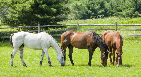 Visit Scenic View Stables